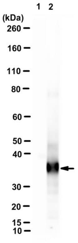 Tropomyosin alpha-1 Mouse anti-Rat, Mouse, Clone: 3F5E4, MilliporeSigma:Antibodies:Primary